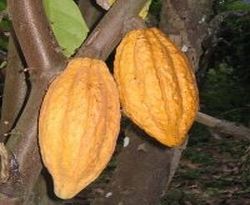2012-03-14-Aceh akan miliki klon kakao unggul